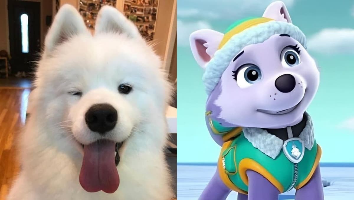 Nombres para perritas grandes con significado como Everest de Paw Patrol