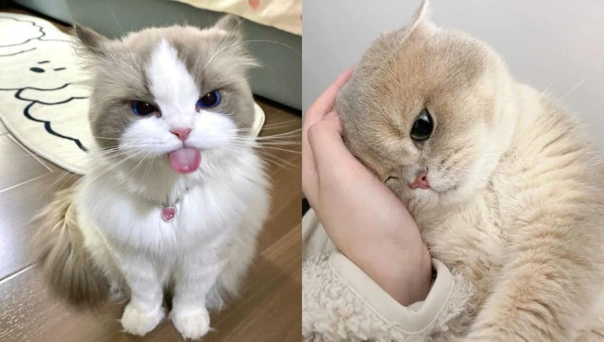 ¿Cómo saber si mi gato me quiere? Señales que delatan su amor por ti, según la ciencia