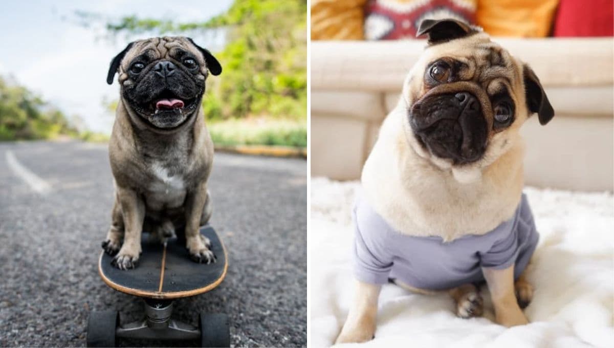 ¿Cómo saber si un perro pug es de raza pura? | Guía completa