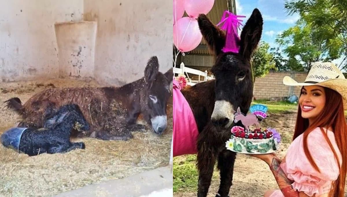 Nace burro en Cuacolandia tras el fallecimiento de Elena Larrea: "es su legado"
