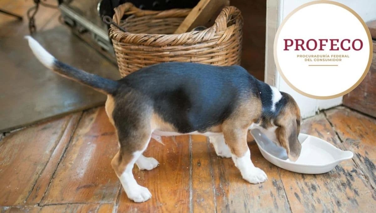 Ya ni las Royal Canin, ESTA es la marca de croquetas para perros económica con más proteína, según Profeco
