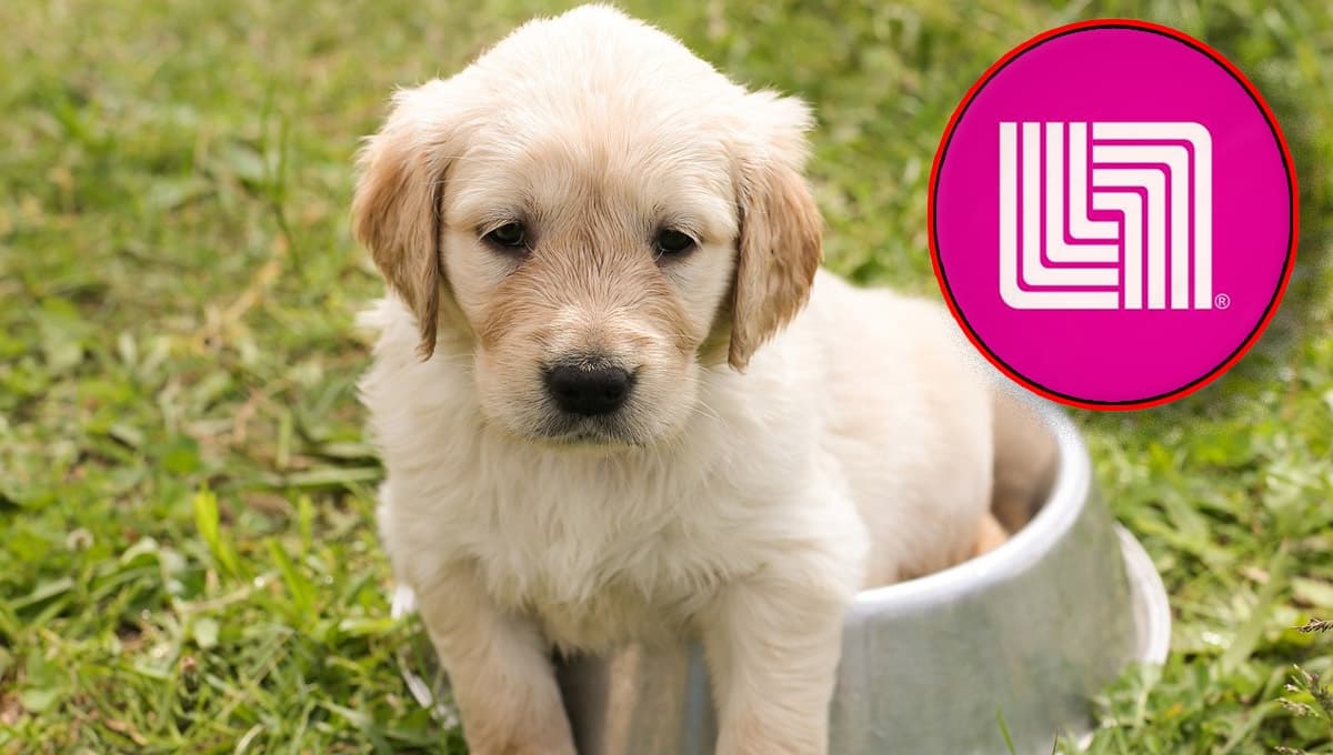 Liverpool REMATA 3 platos elevados para perro Zoopet: recomendados por expertos