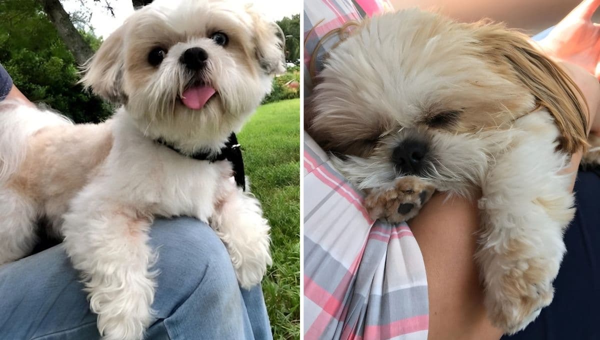 ¿Cómo son los perros Shih Tzu con sus dueños?