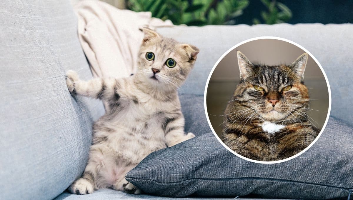5 MEMES de gatos en español para compartir en WhatsApp y alegrar a tus contactos