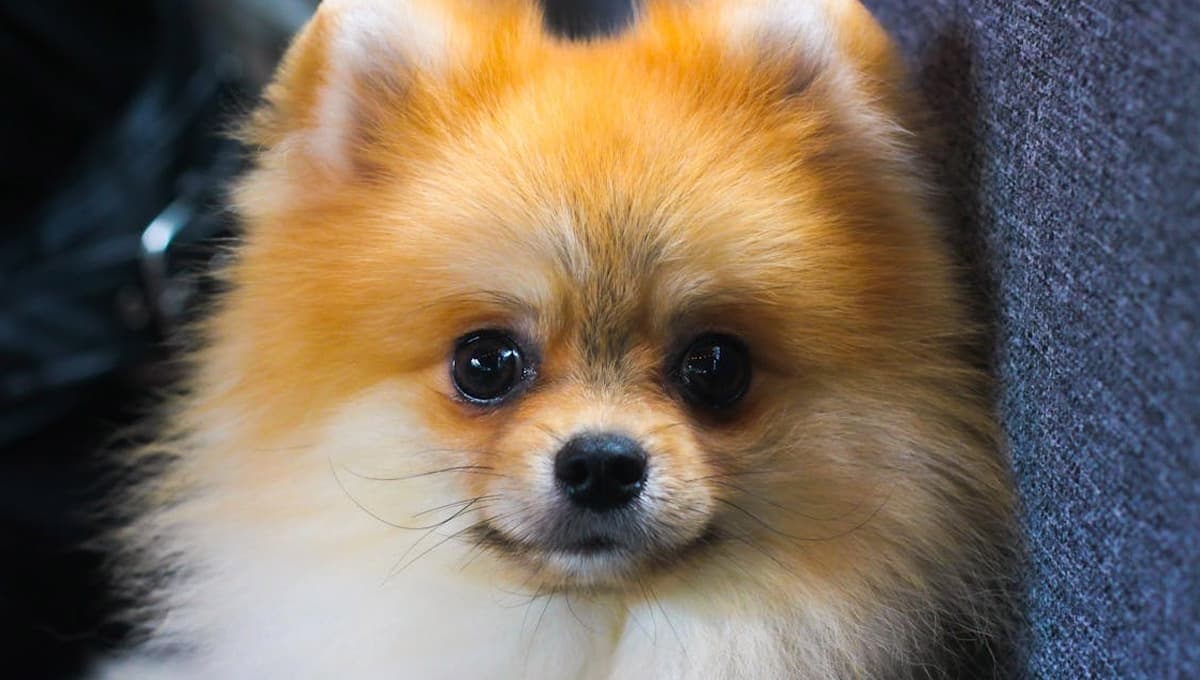 ¿Cuánto llega a crecer un perro Pomerania y cuános años viven?