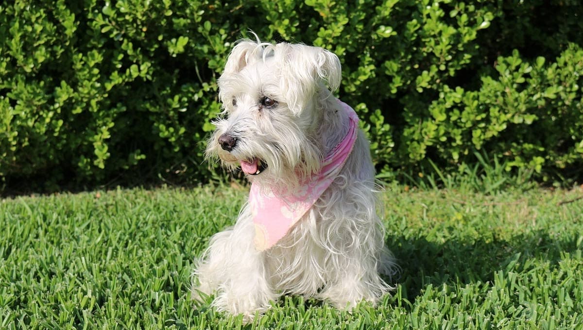 Nombres lindos para perritas Schnauzer mini con significado tierno