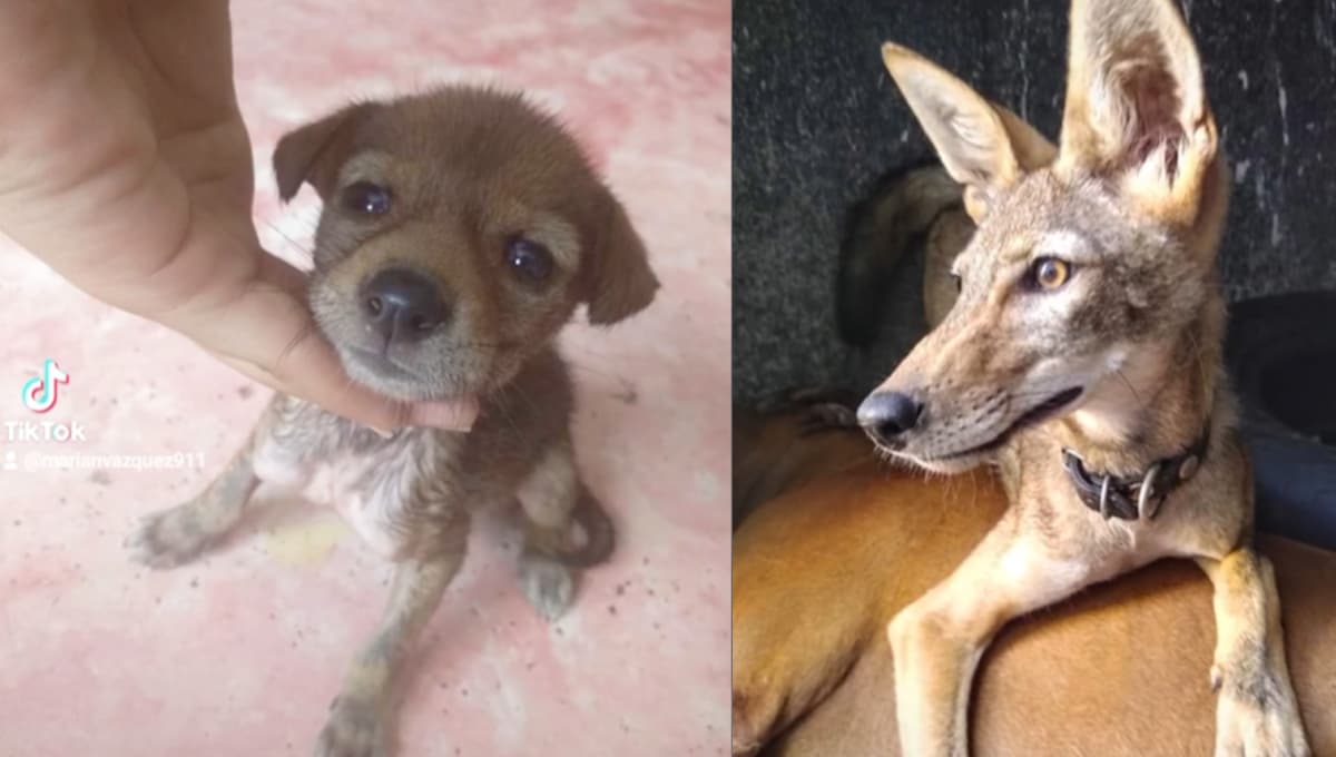 VIDEO: rescatan a tierno cachorro y cuando crece se dan cuenta de que es un coyote