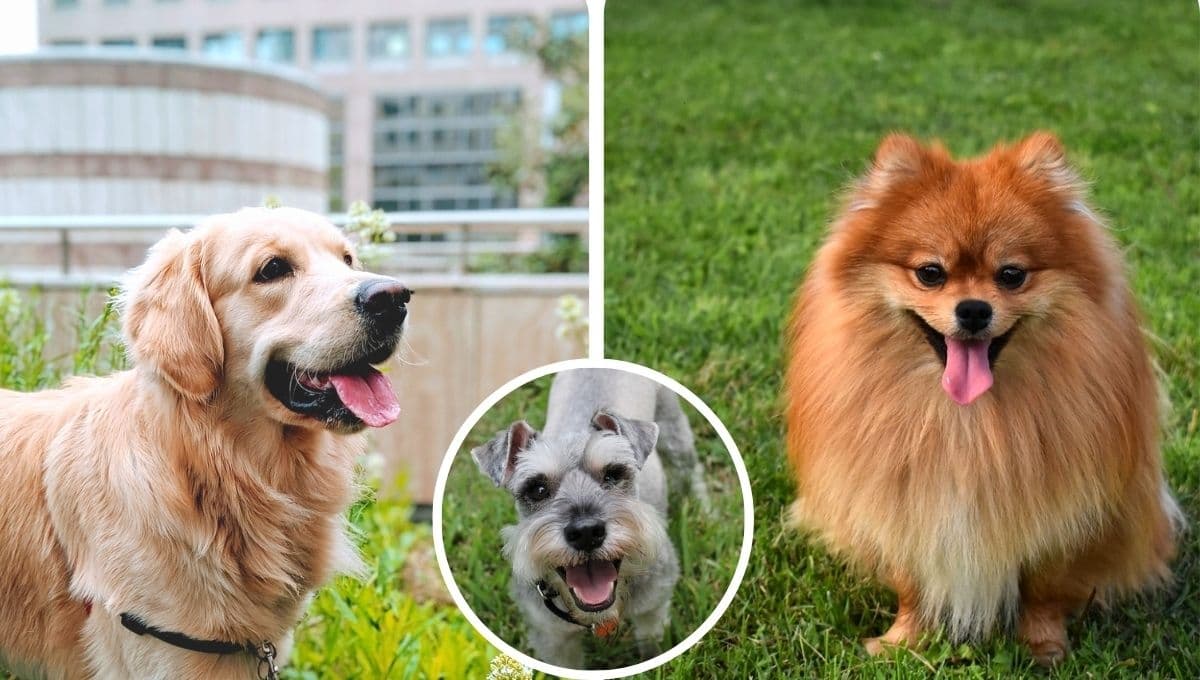 Las 5 razas de perros MÁS fieles y obedientes