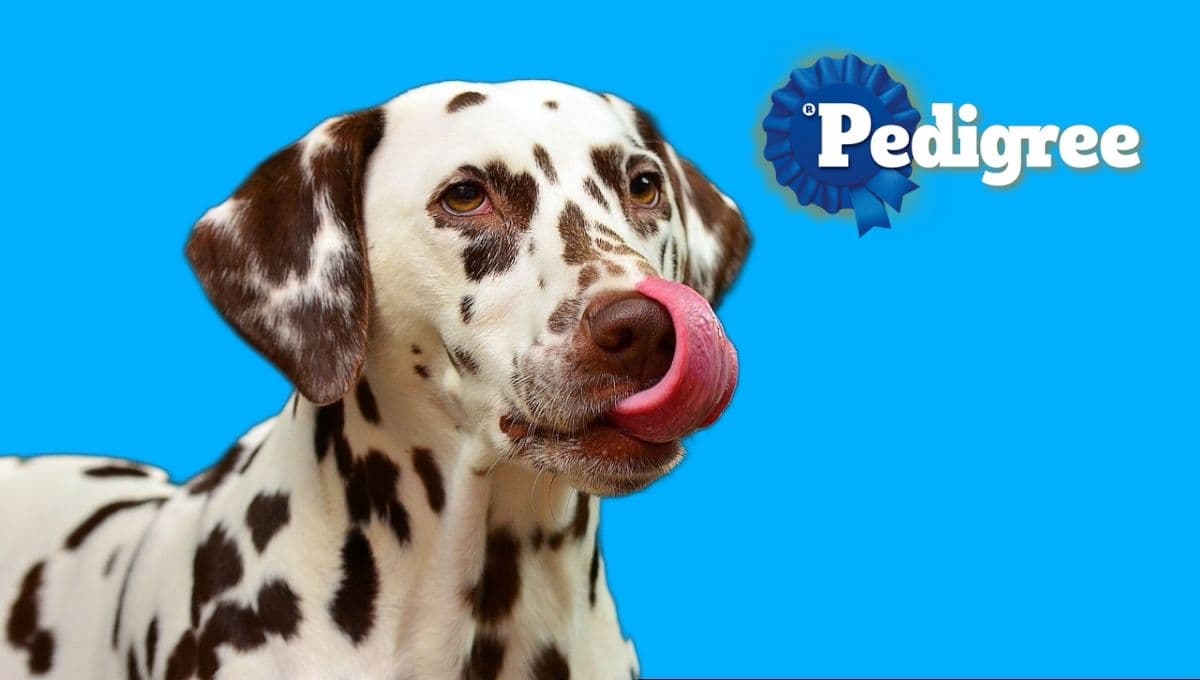 Pocos las conocen pero estas son las mejores croquetas Pedigree para perros adultos