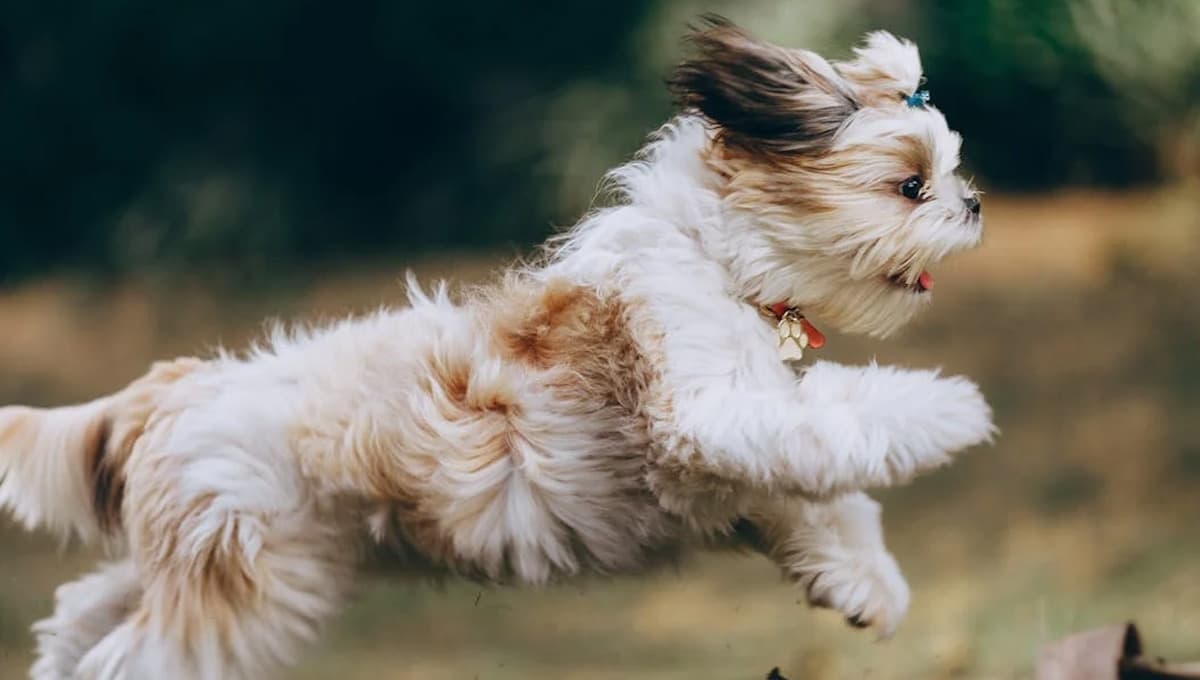 Características negativas de los perros Shih Tzu que debes saber antes de adoptar uno