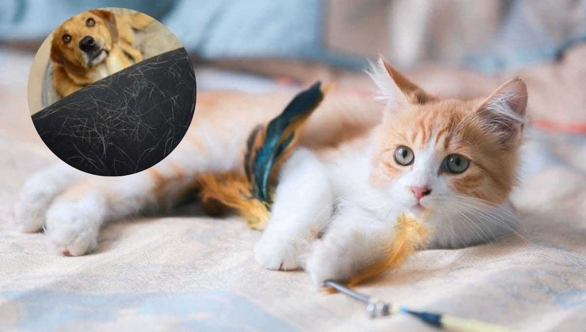 El trucazo definitivo para quitar los pelos de perro y gato de tu ropa
