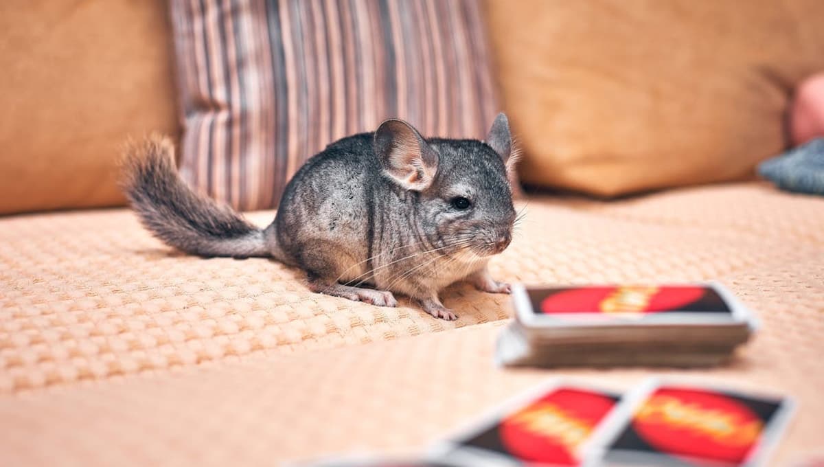 Top 3 mejores mascotas para personas con prisa y poco tiempo, según los expertos