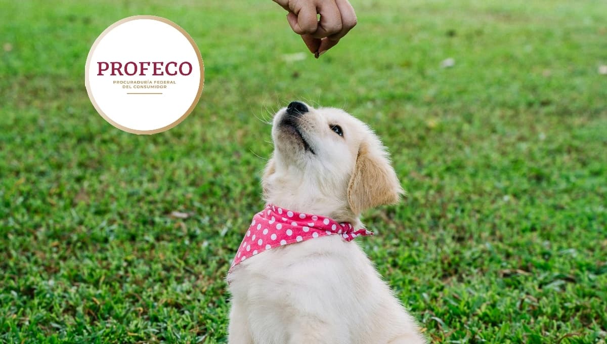 El costal de croquetas de 4 kg para perros barato y aprobado por Profeco