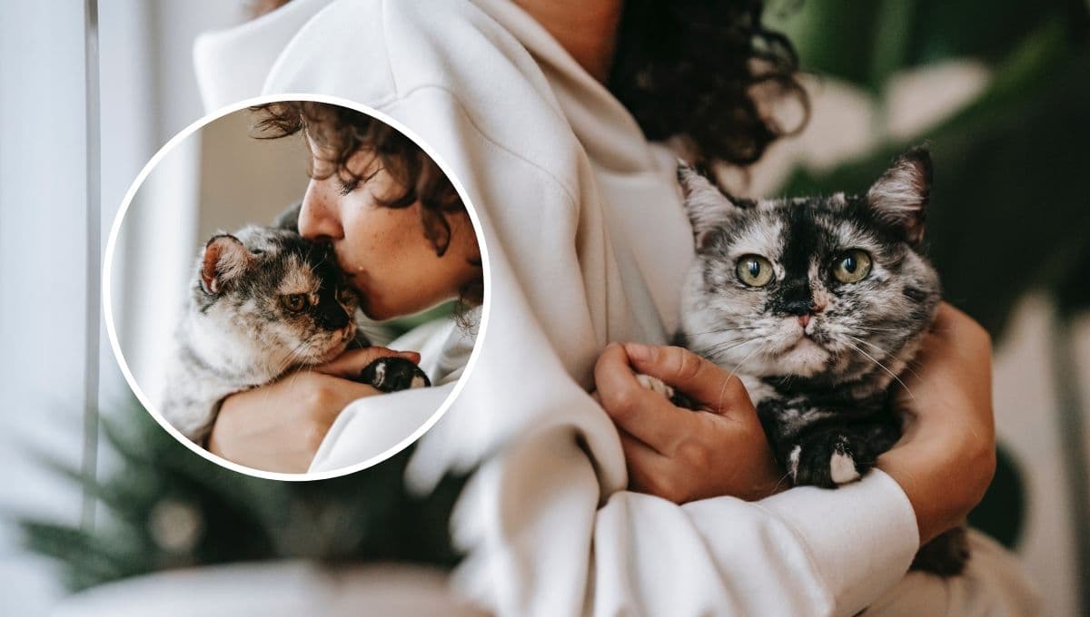 ¿Cómo saber si tu gato te ve como su madre?