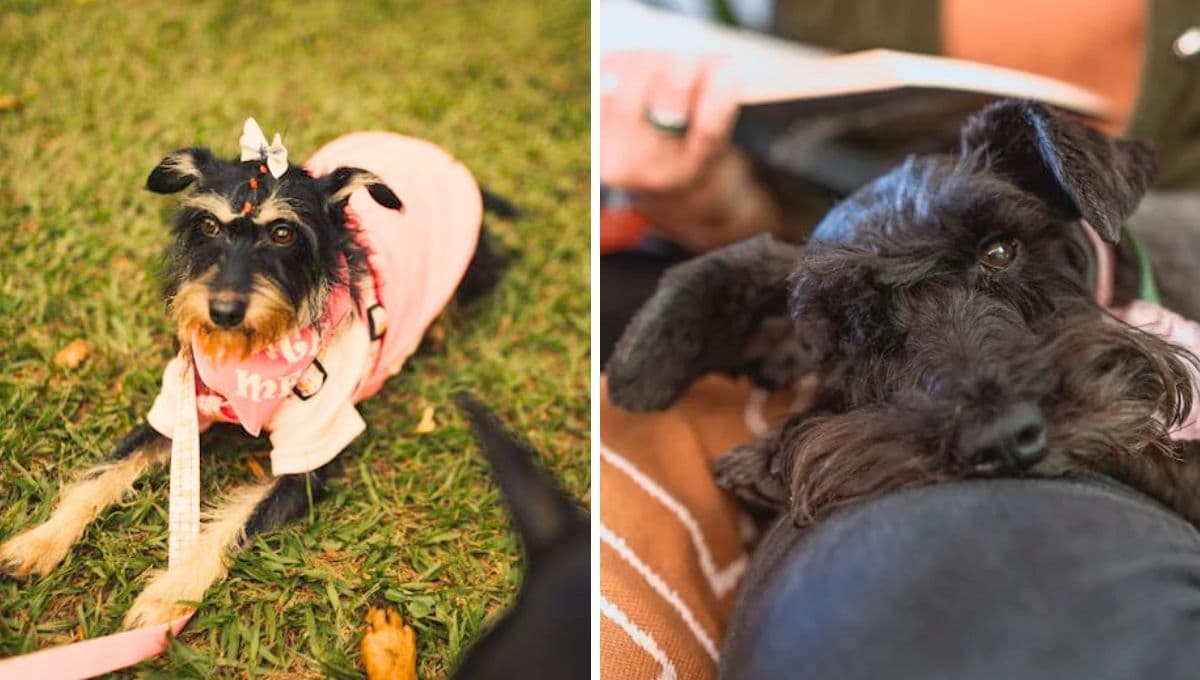 Celo en perritas Schnauzer: cuánto tiempo dura y cómo saber si lo está