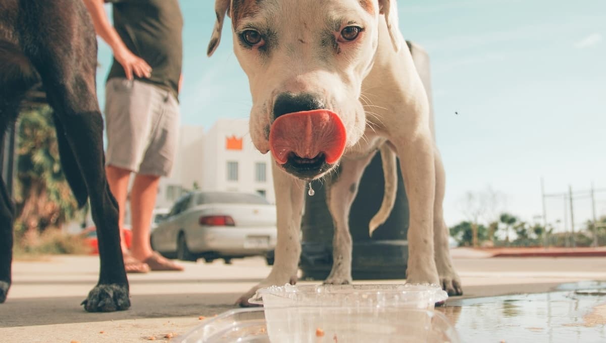 Cómo hacer un bebedero de agua para perros con un garrafón: paso a paso