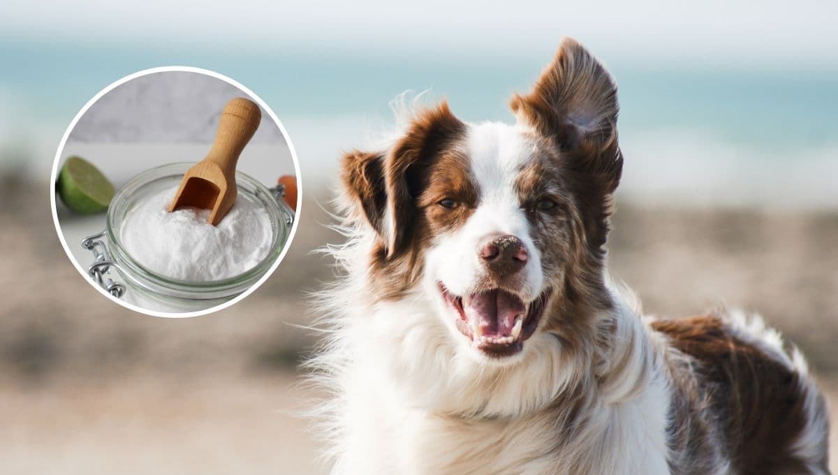 El TRUCO con bicarbonato de sodio para acabar con la sarna en perros