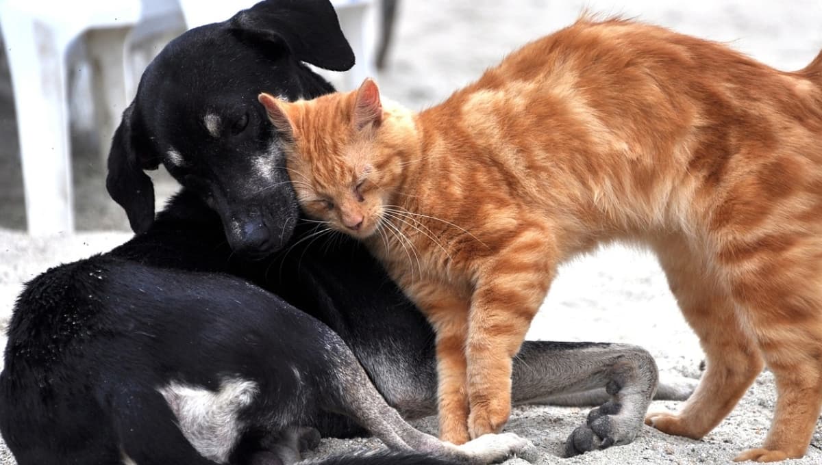 3 razas de perro que se llevan bien con gatos