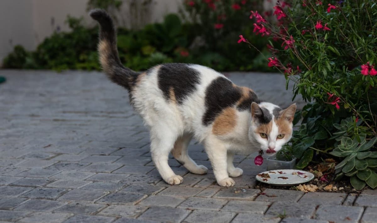 3 carnes que JAMÁS debes darle a tu gato