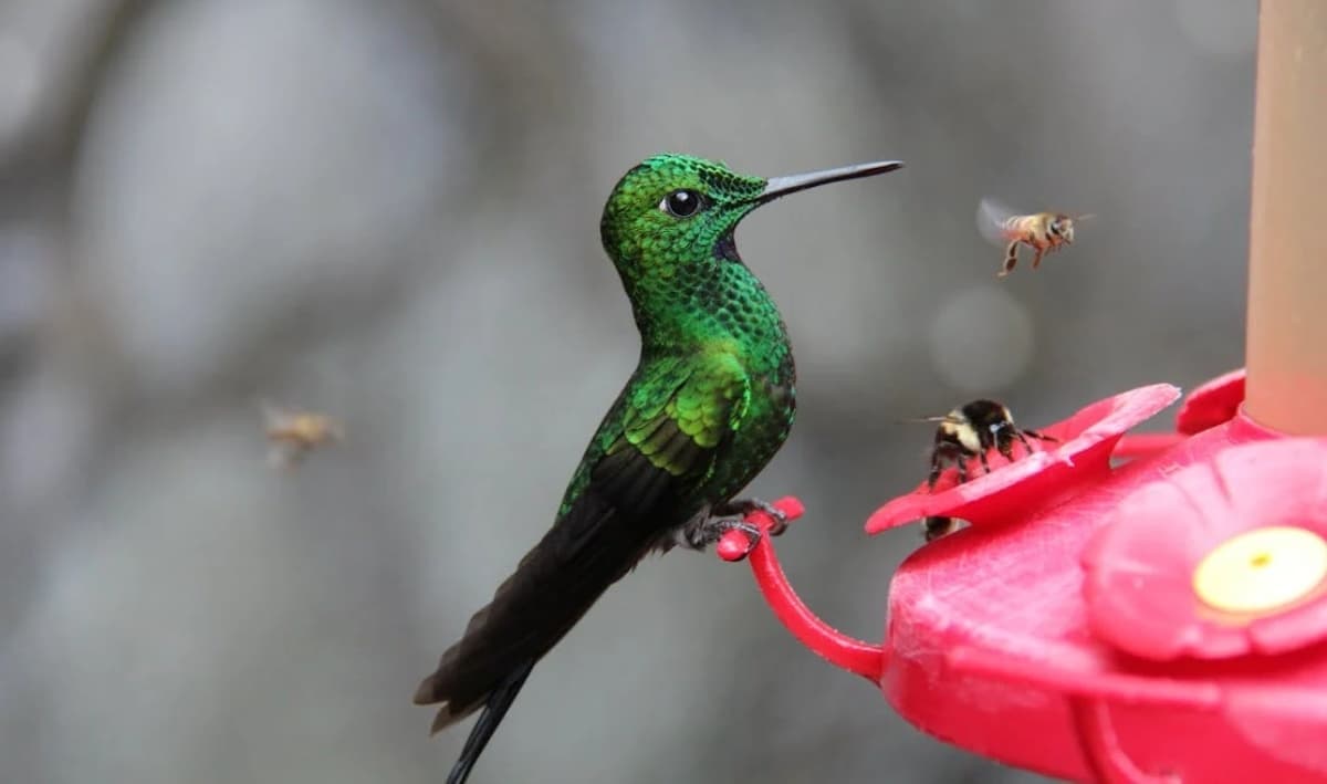 ¿Qué se le pone al agua para atraer colibríes al bebedero?