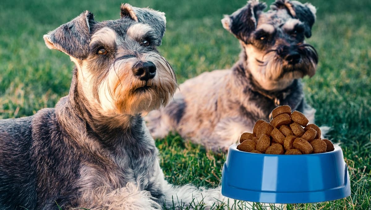 ¿Cuáles son las mejores croquetas para un schnauzer?