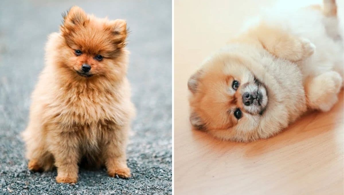 ¿Por qué a mi perro Pomerania se le cae el pelo?