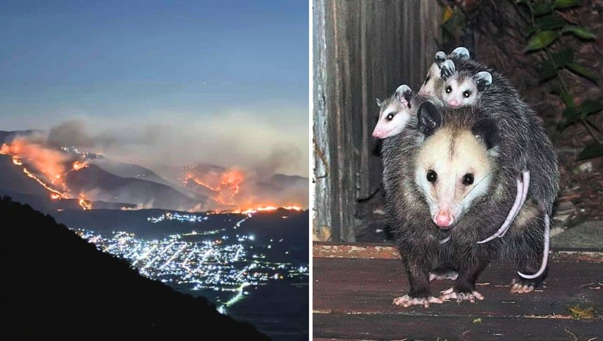 Incendio en Orizaba: ¿cómo ayudar a los animales afectados?