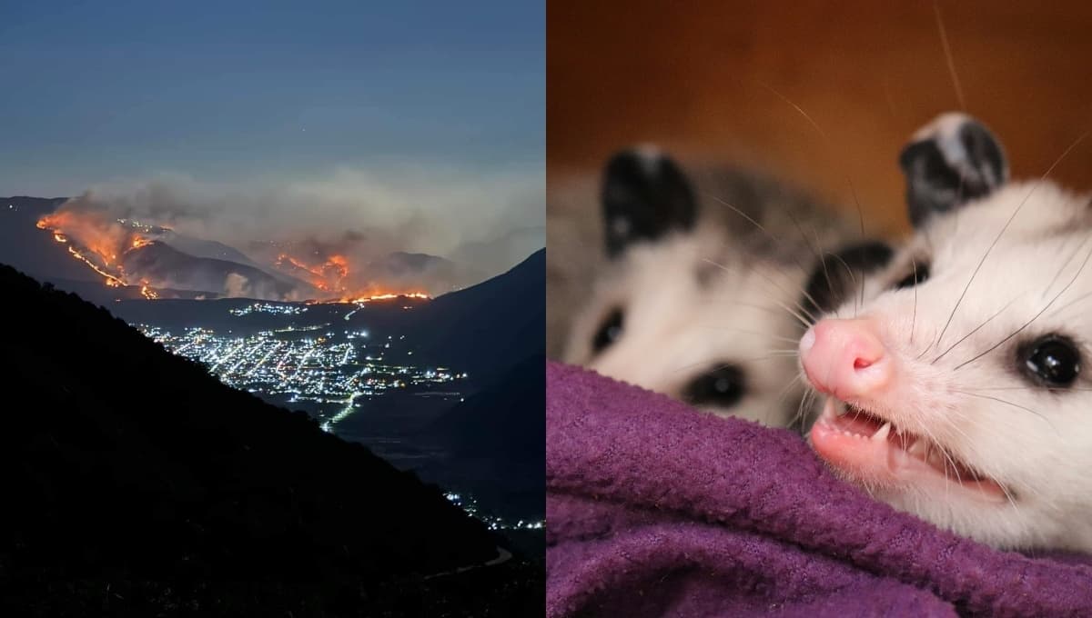 Incendio en Orizaba: lugares y centros de acopio para donar ayuda a los animales afectados
