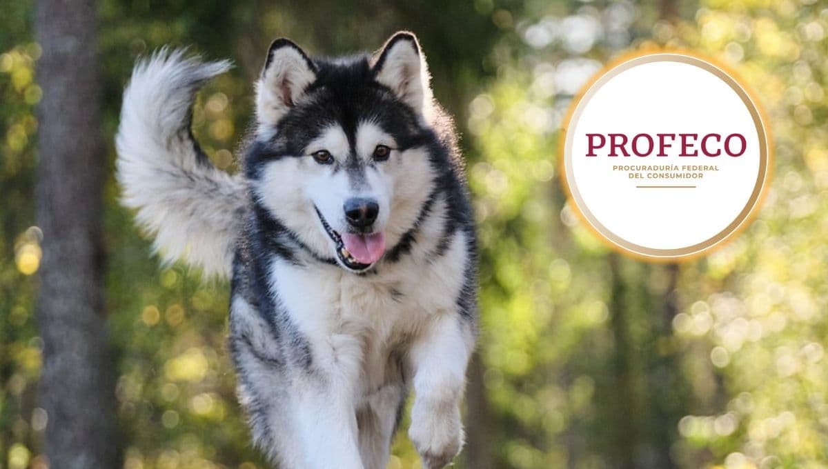 Lista de las mejores croquetas económicas para perro, según Profeco