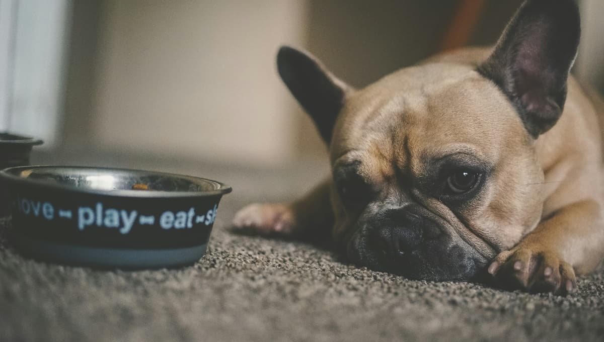El costal de croquetas para perro que venden en Costco y tiene palomita de Profeco