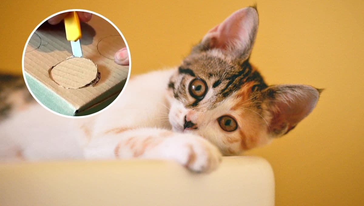 ¿Cómo hacer un juguete casero para mi gato con cajas de cartón? | Fácil y bonito