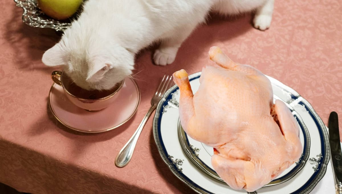Comida casera para gato nutritiva y fácil de hacer con solo 2 ingredientes