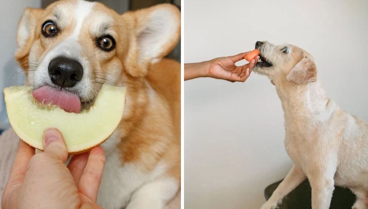 3 comidas caseras y económicas para alimentar a tu perro aparte de croquetas