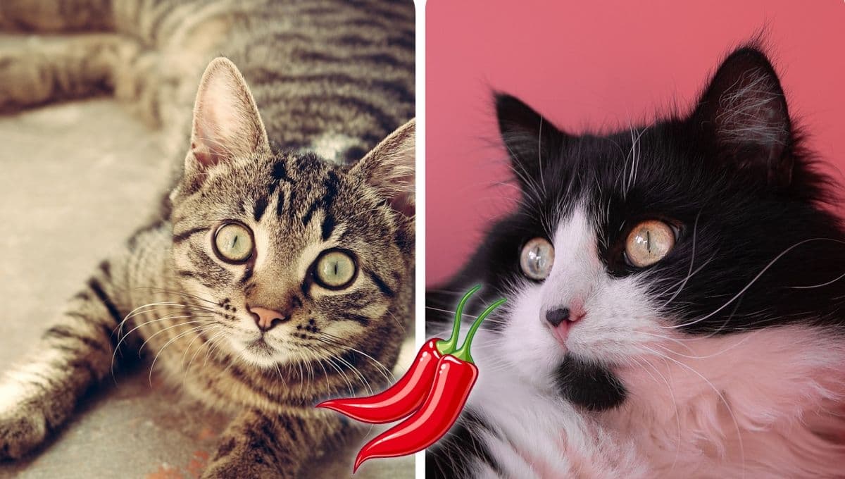 ¿Qué hacer si mi gato come chile y por qué hay que evitarlo?