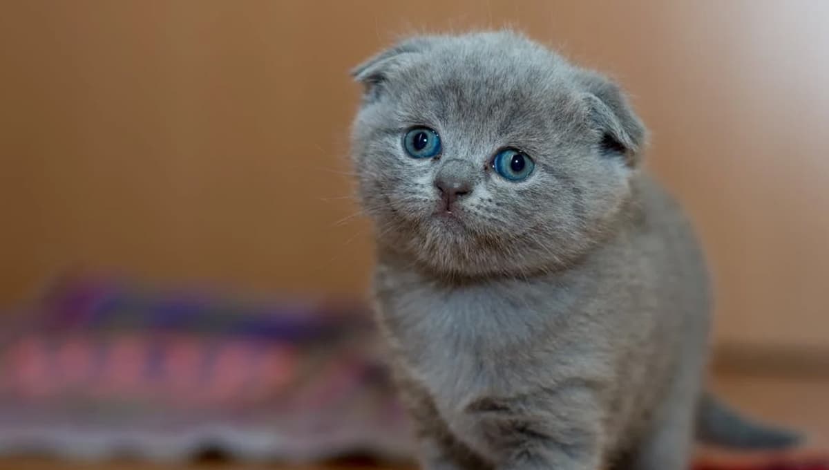Señales para saber si tu gato se siente triste cuando lo dejas solo