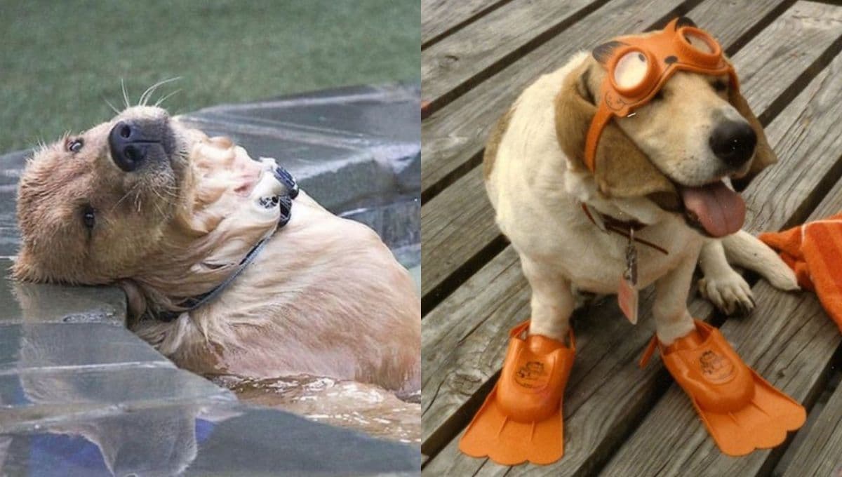 Memes chistosos de perros relajados para compartir en Semana Santa 2024