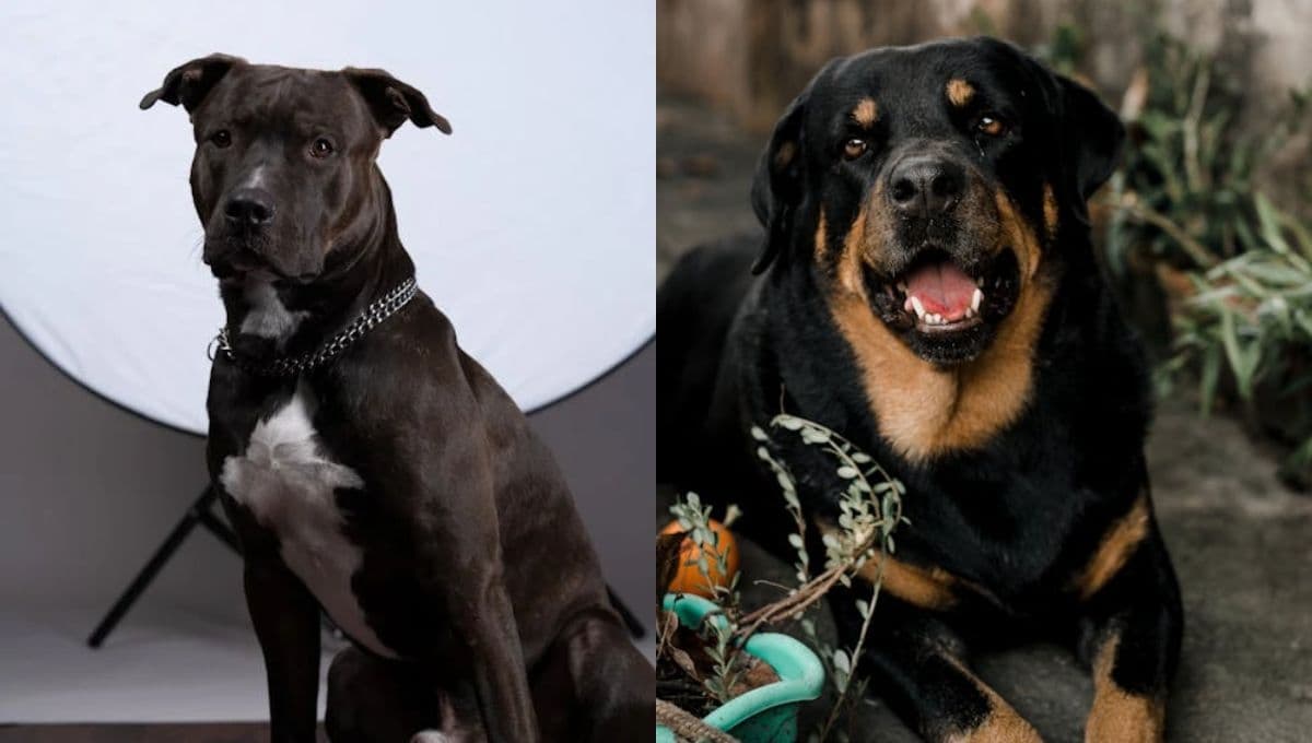 Quedan PROHIBIDAS 25 razas de perros: ¿cuáles son y por qué?