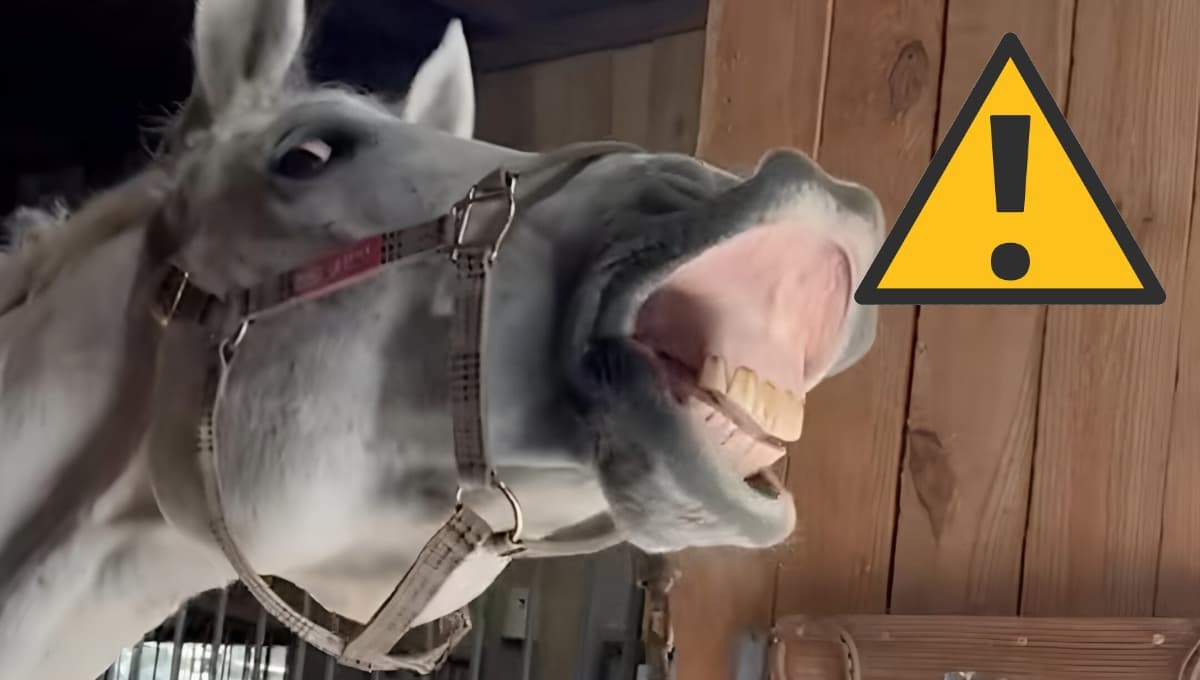 ¿Qué significa que un caballo te enseñe los dientes?