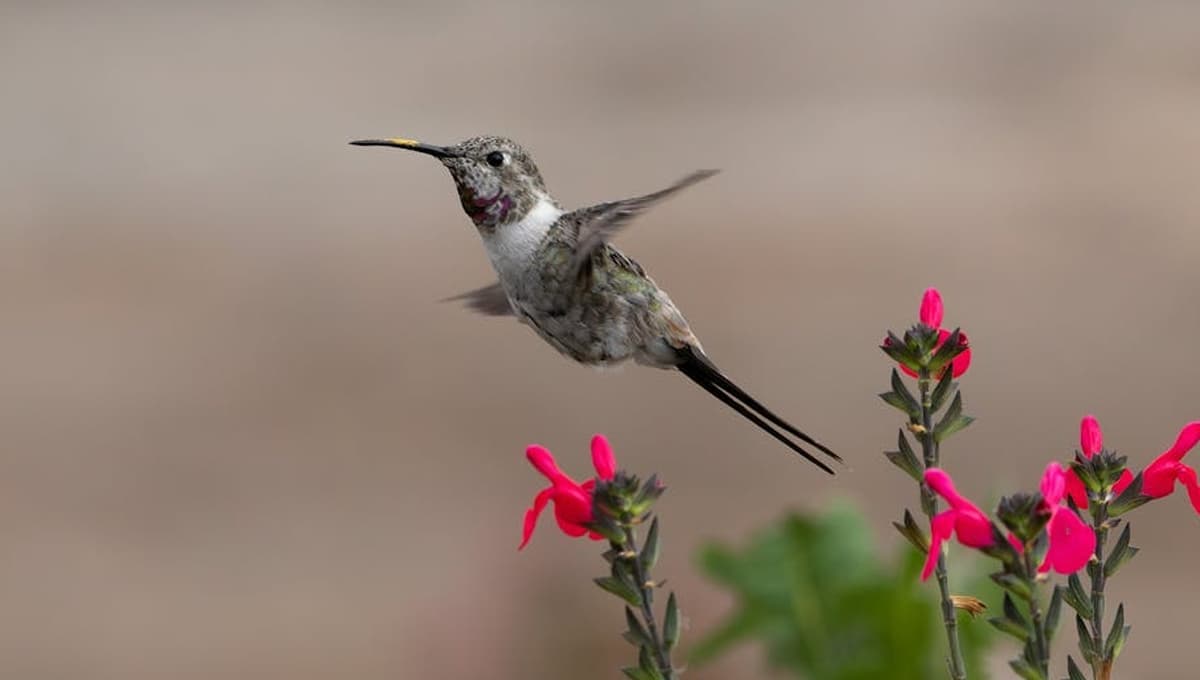Mejores comidas para atraer a los colibríes al jardín