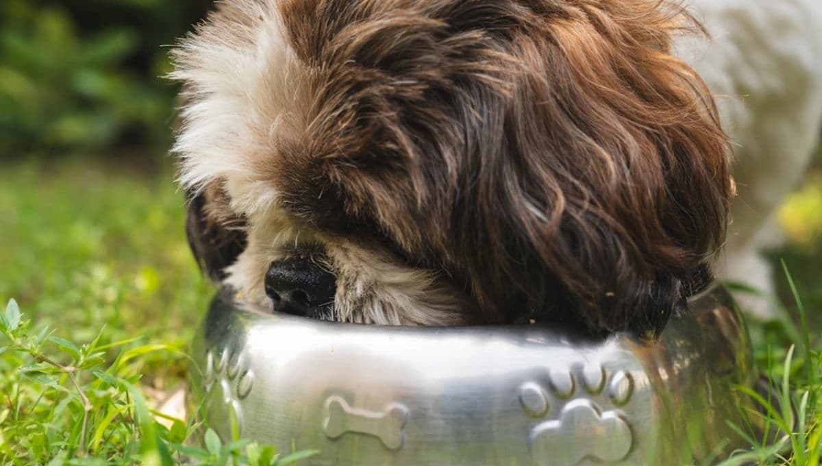 3 mejores croquetas que le puedes dar a un perro Shih Tzu