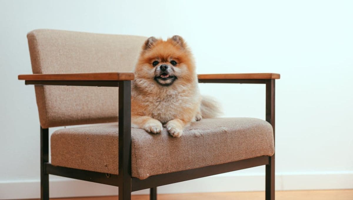 ¿Qué tan bien se llevan los perros Pomerania con los niños?