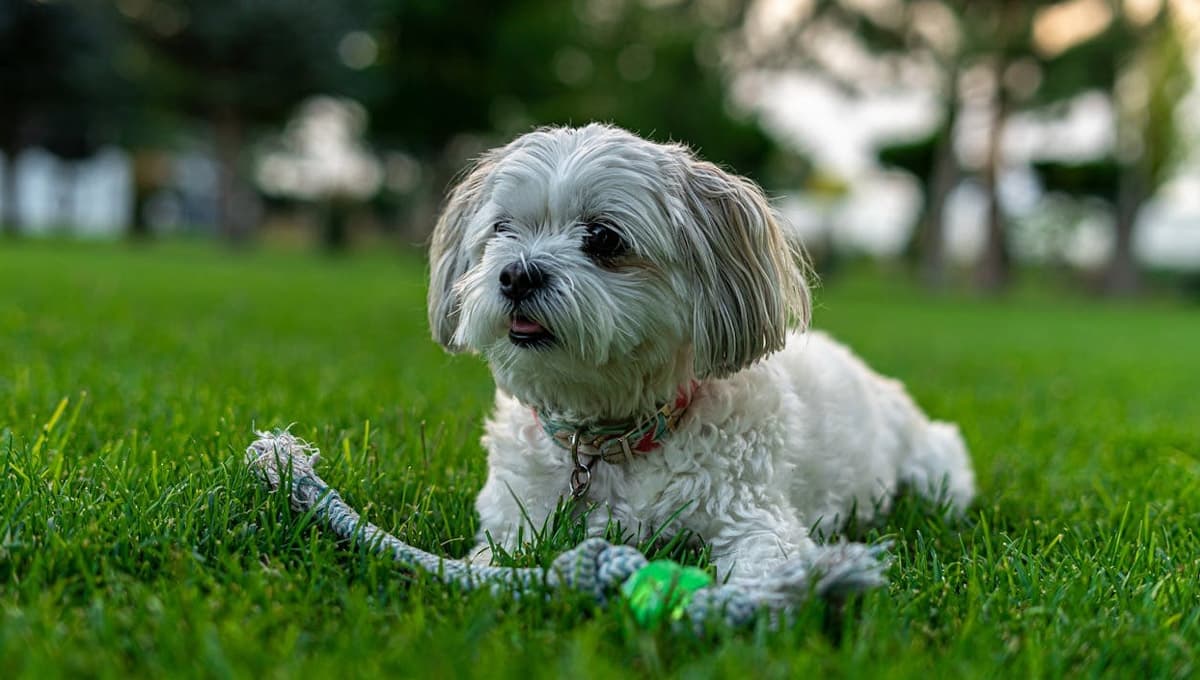 Nombres bonitos para perros machos Shih Tzu con significado