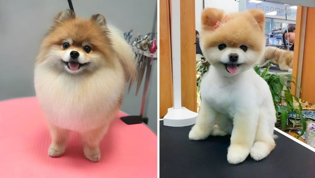 Perros Pomerania: las diferencias entre un cara de oso y un cara de zorro