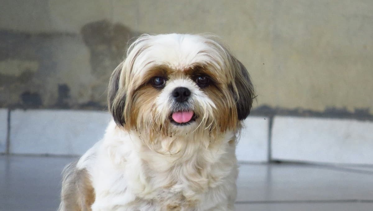 Claves para saber si mi perro Shih tzu es original