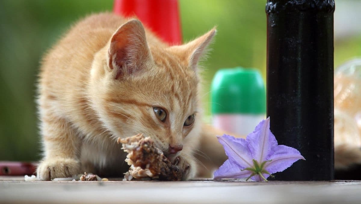 3 alimentos caseros con proteína y económicos para gatos si no tienes croquetas