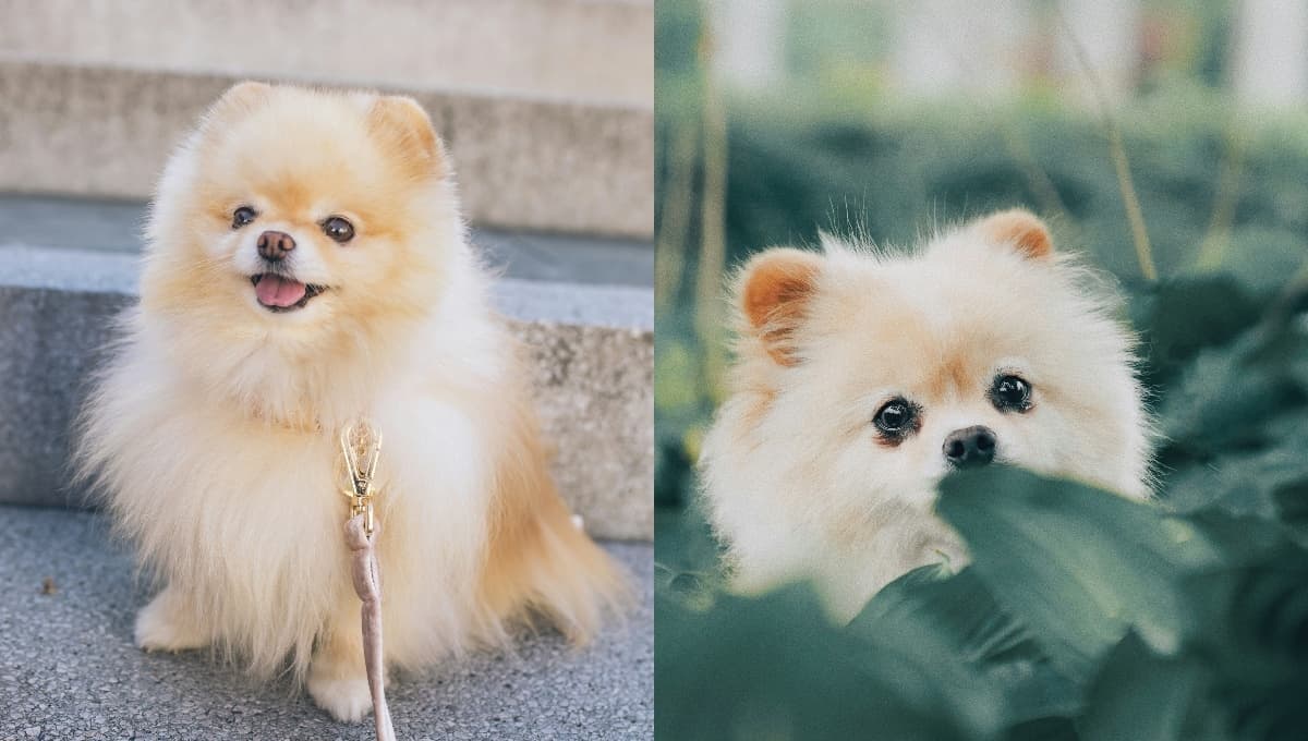 Stickers de perro Pomerania: 5 imágenes para enviar mensajes bonitos