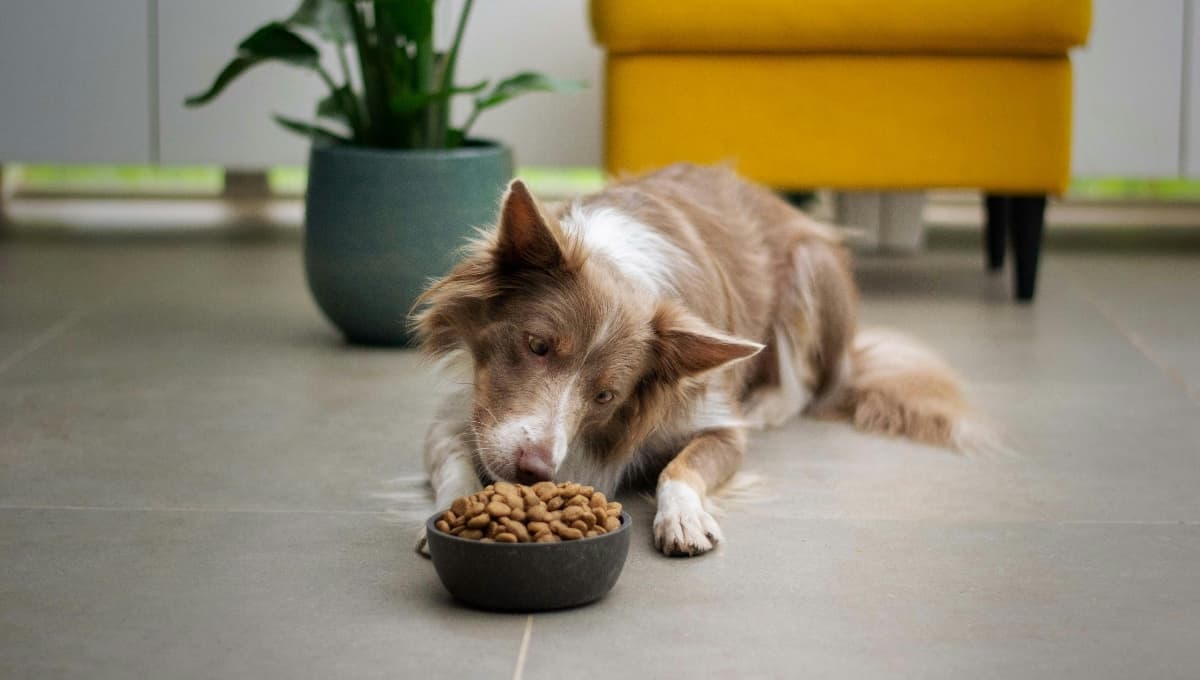 ¿Cuál es la mejor marca de alimento para perros en México?