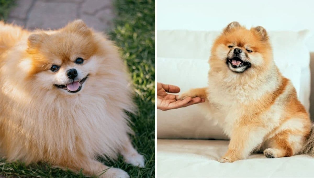 ¿Cómo hacer feliz a un perro Pomerania?