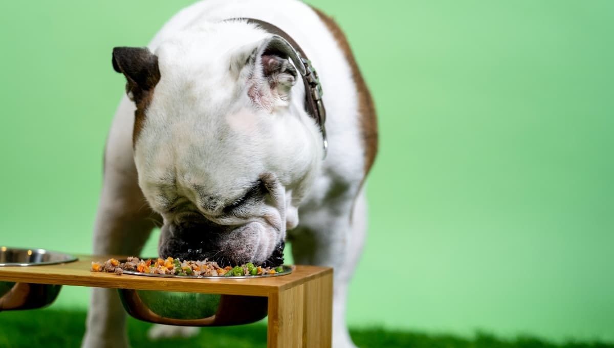 3 alternativas de comida casera que puedes darle a un cachorro: mejoran su digestión y salud