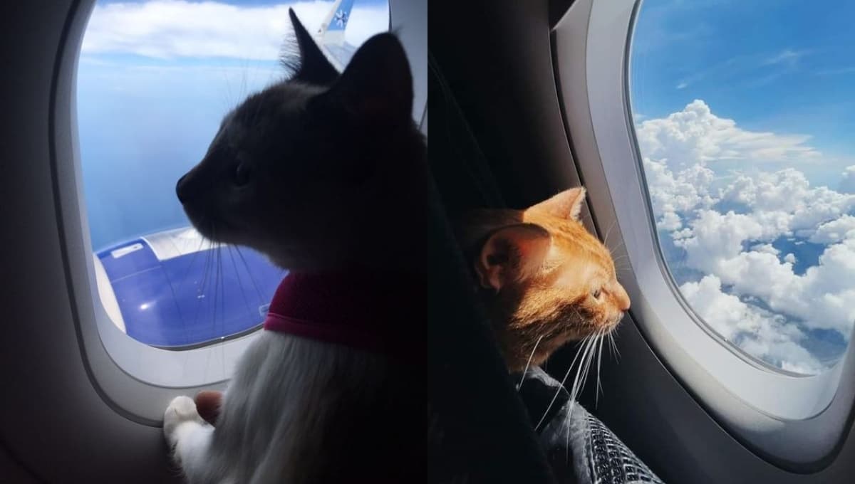 Viaja con tu mascota GRATIS en esta aerolínea mexicana durante Semana Santa